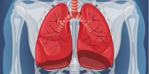 Discover Lung Anatomy – From Base to Apex