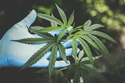 Why Smoking Marijuana & THC Edibles Is Linked to Early Heart Disease